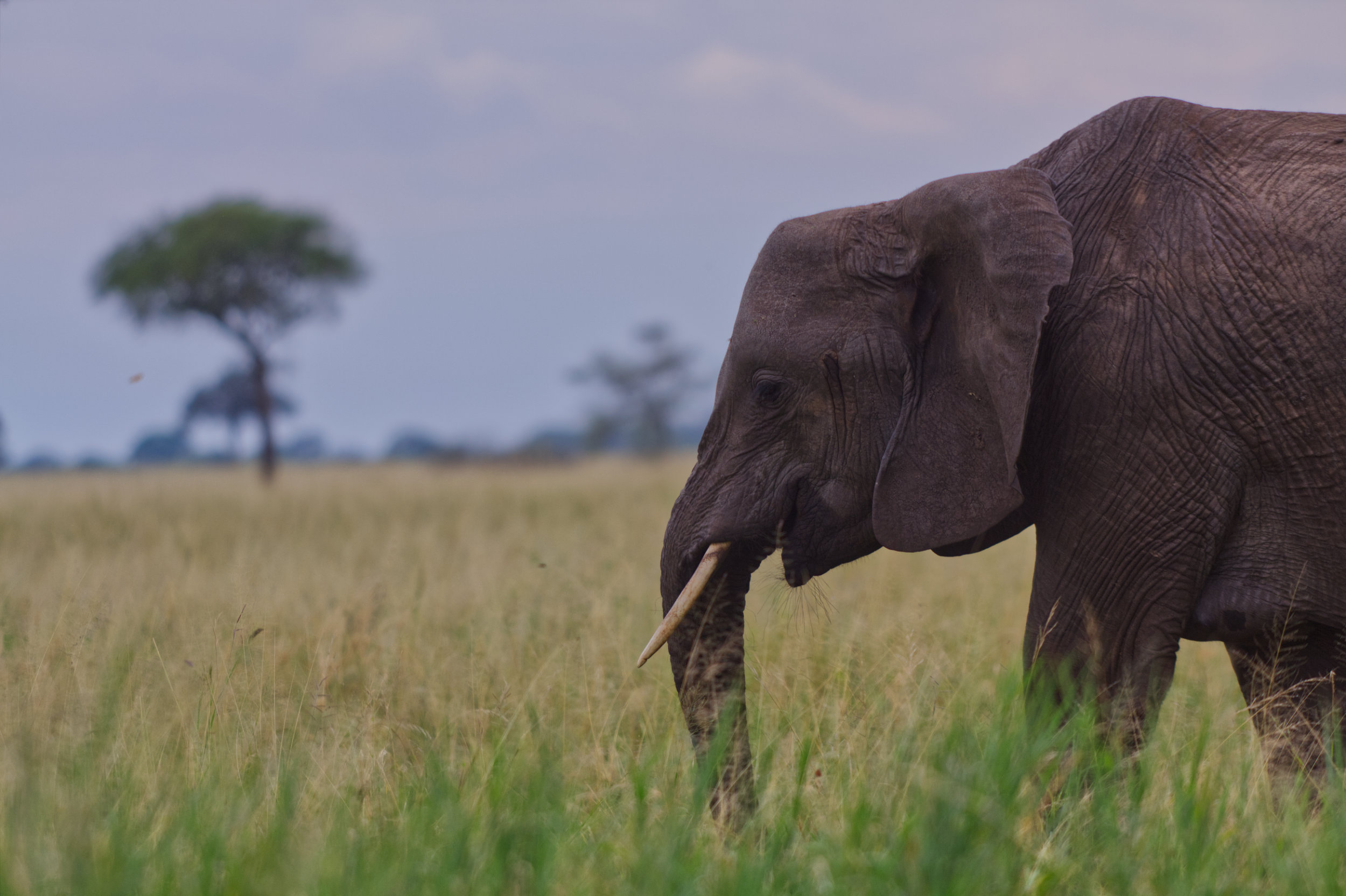 Luxury Safari Experience in Tanzania