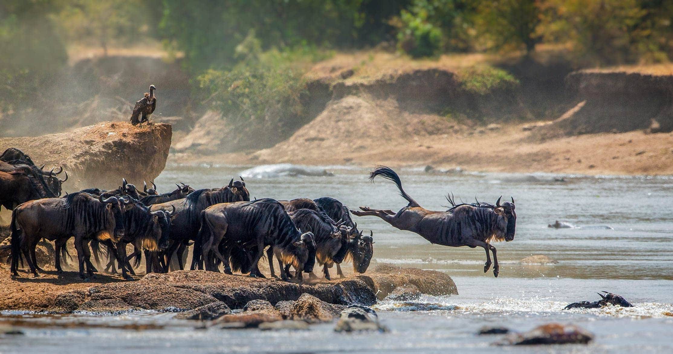 Immersive Safari
